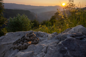 Open habitats in Komarnica: the land of endless sunsets